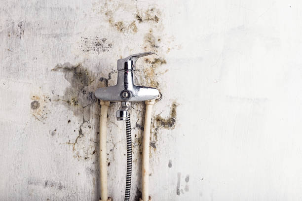 Reliable Thomasboro, IL Mold Remediation Solutions