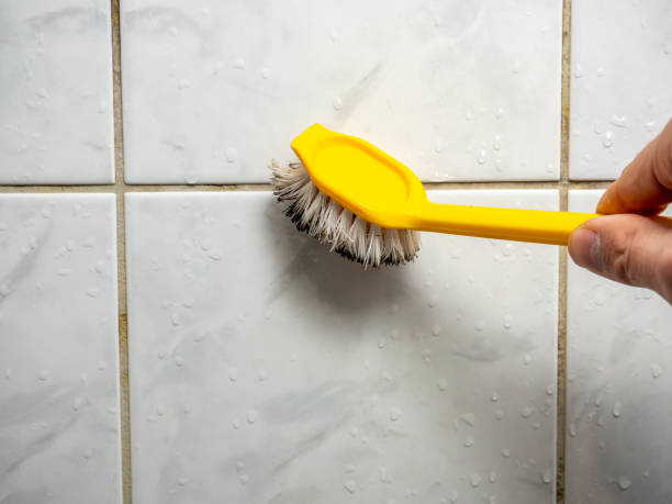Best Post-Flood Mold Remediation in Thomasboro, IL