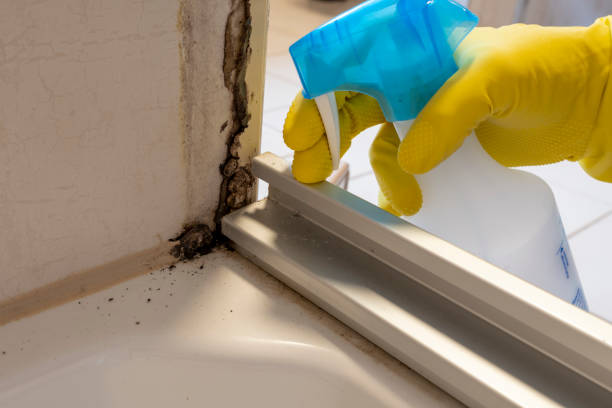 Best Mold Remediation for Specific Building Types in Thomasboro, IL