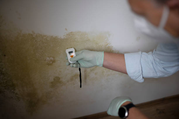 Thomasboro, IL Mold Remediation Company