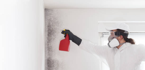 Best Mold Remediation for Schools in Thomasboro, IL