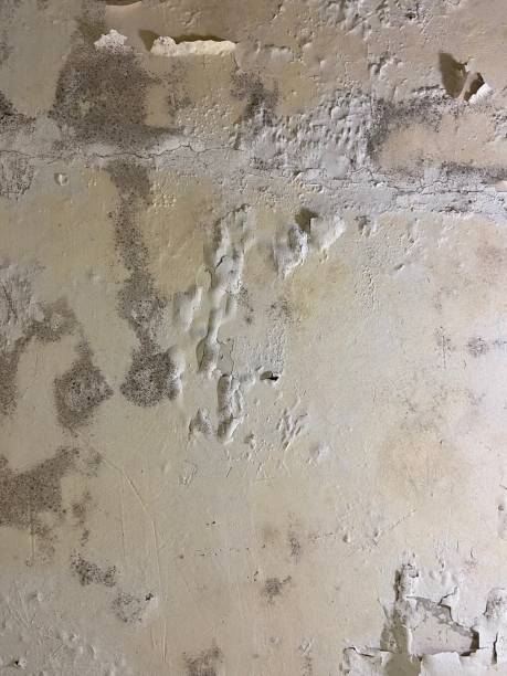 Best Bathroom Mold Remediation in Thomasboro, IL