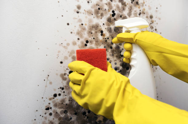 Best Black Mold Remediation in Thomasboro, IL