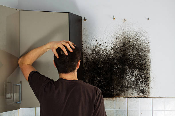 Best Health and Safety Mold Remediation in Thomasboro, IL