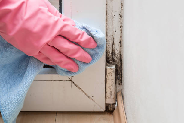 Best Mold Testing and Inspection Services in Thomasboro, IL